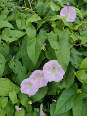 Calystegia sepium spectabilis