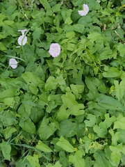 Calystegia sepium spectabilis