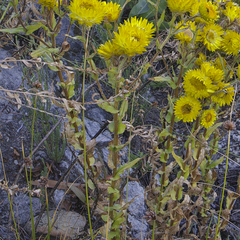 Helichrysum cooperi