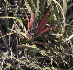 Fascicularia bicolor bicolor