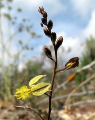 Bulbine foleyi