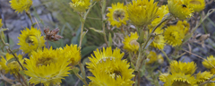 Helichrysum cooperi