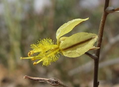 Bulbine foleyi