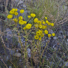 Helichrysum cooperi