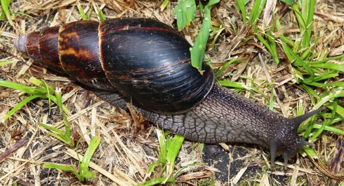 Cochlitoma ustulata
