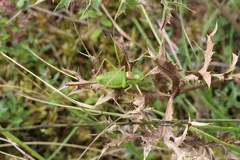 Ephippiger diurnus diurnus