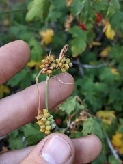 Carex raynoldsii