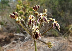 Pelargonium lobatum