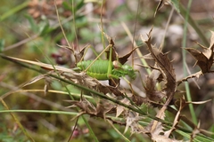 Ephippiger diurnus diurnus