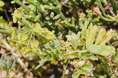 Pelargonium gibbosum