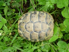 Testudo hermanni boettgeri