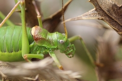 Ephippiger diurnus diurnus