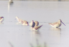 Limnodromus semipalmatus