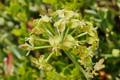 Pelargonium gibbosum