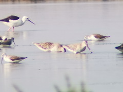 Limnodromus semipalmatus