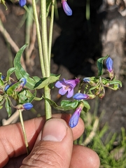 Penstemon watsonii