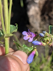 Penstemon watsonii