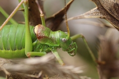 Ephippiger diurnus diurnus