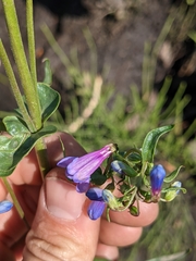 Penstemon watsonii