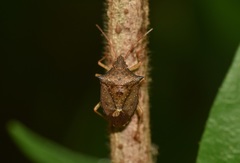 Euschistus crenator