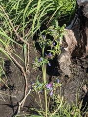 Penstemon watsonii