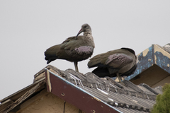 Bostrychia hagedash hagedash