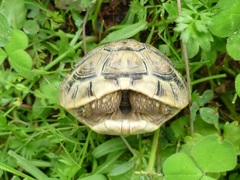 Testudo hermanni boettgeri