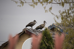 Bostrychia hagedash hagedash