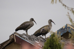 Bostrychia hagedash hagedash