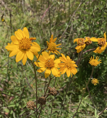 Verbesina parviflora