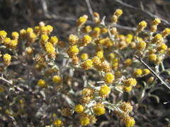 Helichrysum cylindriflorum