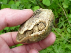Testudo hermanni boettgeri