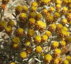 Helichrysum cylindriflorum