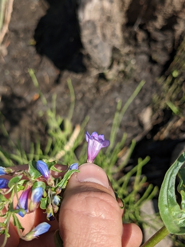 Image of Penstemon watsonii by (c) Alaina Krakowiak, some rights reserved (CC BY)