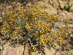 Helichrysum cylindriflorum