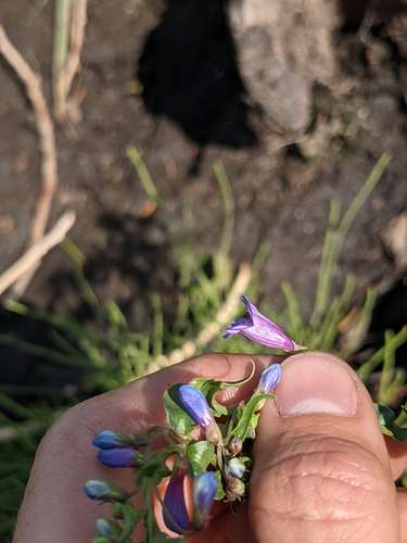 Image of Penstemon watsonii by (c) Alaina Krakowiak, some rights reserved (CC BY)