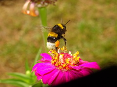 Bombus terrestris dalmatinus