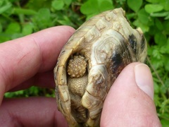 Testudo hermanni boettgeri