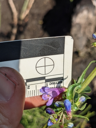 Image of Penstemon watsonii by (c) Alaina Krakowiak, some rights reserved (CC BY)
