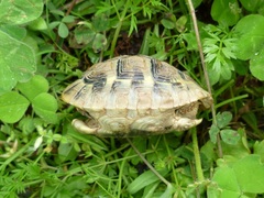Testudo hermanni boettgeri