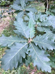 Quercus macranthera