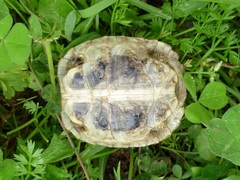 Testudo hermanni boettgeri