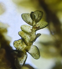 Jungermannia atrovirens