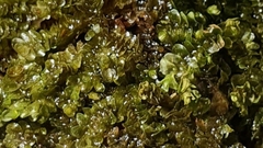 Jungermannia atrovirens