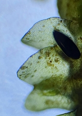 Jungermannia atrovirens