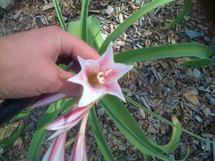 Crinum bulbispermum