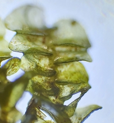 Jungermannia atrovirens
