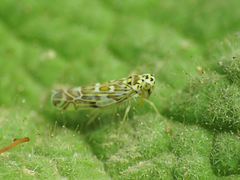 Eupteryx melissae