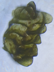 Jungermannia atrovirens