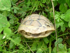 Testudo hermanni boettgeri
